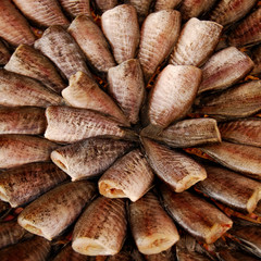 dry fish