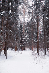 Winter forest landscape. Tall trees under snow cover. January frosty day in the park.