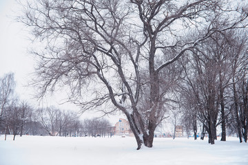 Winter forest landscape. Tall trees under snow cover. January frosty day in the park.