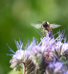 Bienenflug