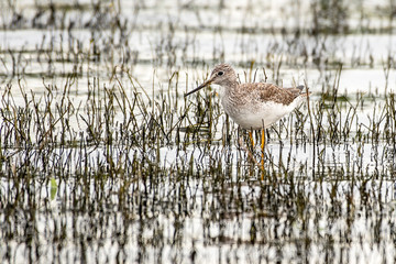Greater yellow legs walking through the marshy shallow waters