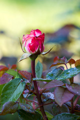 roses in a garden