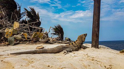 Iguana at the cliffs