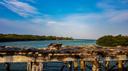 Pelican on a wooden bridge