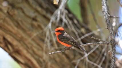 Vermilion Flycatcher Bird