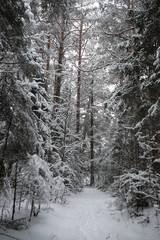Winter landscape. Forest under the snow. Winter in the park.