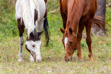 Obraz na płótnie Canvas Brown and white horses grazing in a field
