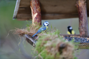 Feeding the blue tit with sunflower seeds in the garden