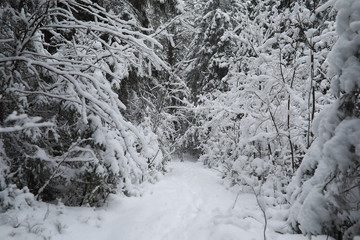 Winter landscape. Forest under the snow. Winter in the park.