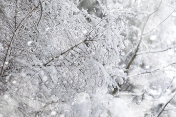 Winter landscape. Forest under the snow. Winter in the park.