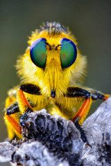 Macro shot of a robber fly 