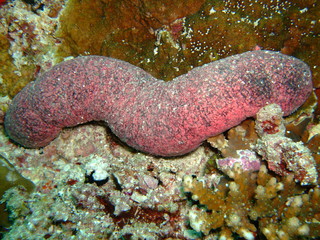 Sea cucumber resting on coral, Maldives