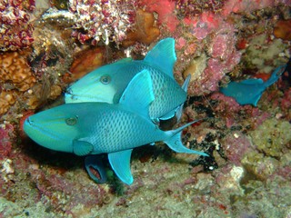 Fototapeta na wymiar Redtooth triggerfish (Odonus niger), Maldives