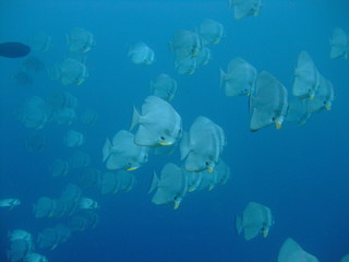 Obraz na płótnie Canvas Shoal of longfin spadefish (Platax teira), Maldives
