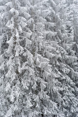 Conifers covered in snow