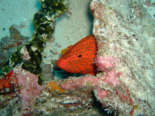 Coral grouper (Cephalopholis miniata) pokes its head out of a crevice, Maldives
