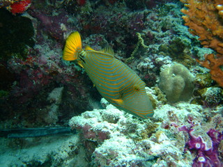 Fototapeta na wymiar Female orangestriped triggerfish (Balistapus undulatus), Maldives