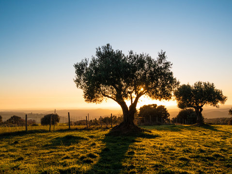 amanecer en un olivar en el campo 