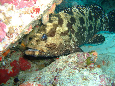 Malabar grouper (Epinephelus malabaricus), Maldives