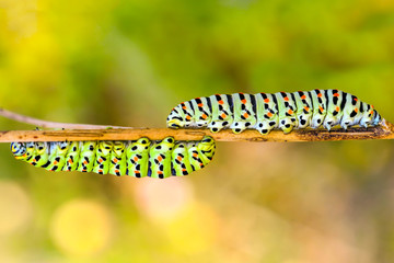 Beautiful Сaterpillar of swallowtail - Stock Image