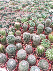 Selected focused on a group of small and colourful cactus planted in small plastic pots. The small cactus suitable to used as an indoor decoration. Sales of this cactus are a source of income for farm