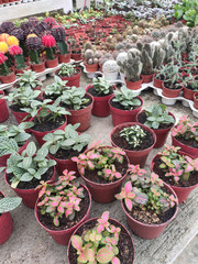Selected focused on a group of small and colourful cactus planted in small plastic pots. The small cactus suitable to used as an indoor decoration. Sales of this cactus are a source of income for farm
