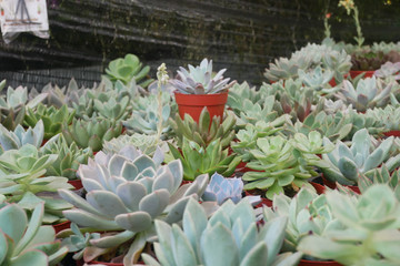 Selected focused on a group of small and colourful cactus planted in small plastic pots. The small cactus suitable to used as an indoor decoration. Sales of this cactus are a source of income for farm