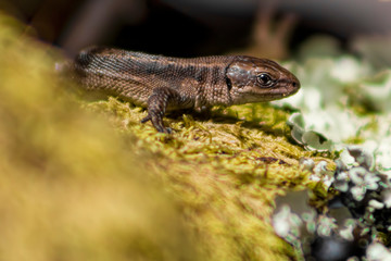 lizard on moss