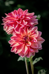 Detailed close up of two beautiful  pink "IGA Rostock 2003" dahlia flowers