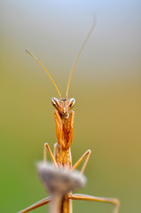 Close up of pair of Beautiful European mantis ( Mantis religiosa )
