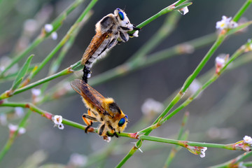 Macro shot of a robber fly 