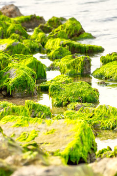 A closeup of green algae on rock on a river bank at low tide.