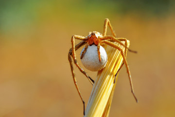 Close up Spider's nest,   Cobweb spider. They started making silk to protect their bodies and their eggs.