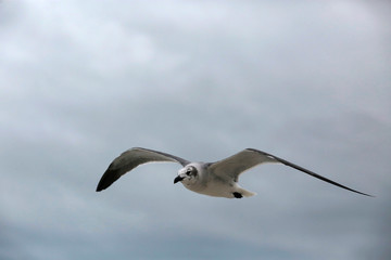 Seagull in flight