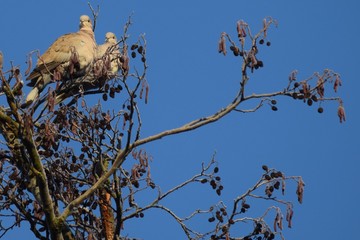Collared doves couple