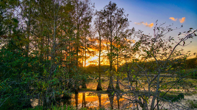 Louisiana swamp sunset and silhouettes