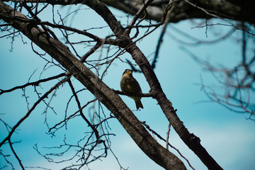 Sparrow on tree branch with blue sky in the background