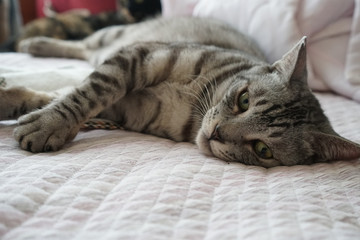 布団に伏せるサバトラ猫