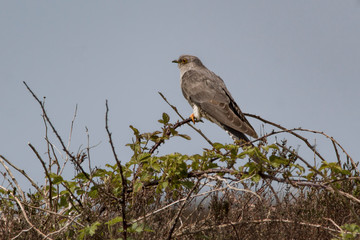 cuckoo on a branch