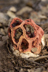 Clathrus ruber the basket or lattice stinkhorn or red cage fungus with strange appearance of cage with the smell of rotten meat to attract flies that spread their spores