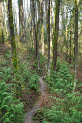 Fototapeta premium 2019-12-28 WALKWAY INTO THE WOODS ON MERCER ISLAND.