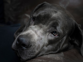 Blue Cane Corso dog head shot against a dark background.