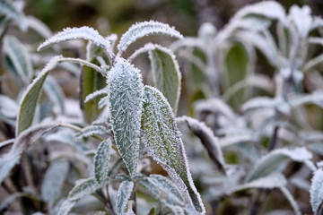 Sage plant standing in the garden outside in winter on a cold morning with the leaves covered with rime. Seen in Bavaria, Germany in December