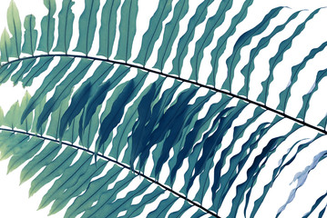 Tropical rainforest fern foliage plant leaf pattern on white, abstract nature background. © Chansom Pantip