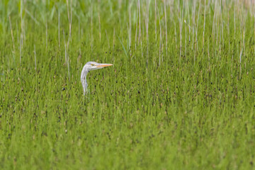 heron in the grass