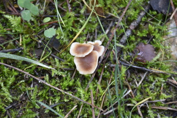 mushrooms in the grass