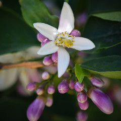 Lemon Tree Flower Blossoms, Close-Up