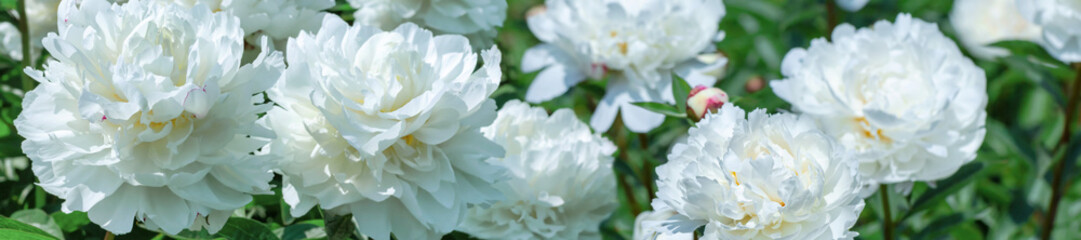 Panorama floral background.