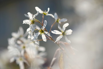 Weiße Blüten zum Frühling