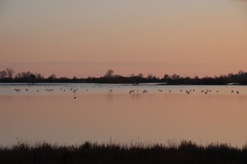 PAESAGGIO INVERNALE CON FENICOTTERI